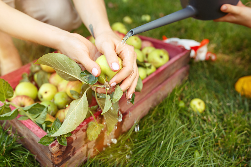 Gepflücktes Obst im Korb